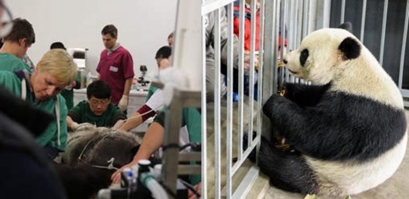 Hayvanat hapishanesinde pandaya tecavüz!