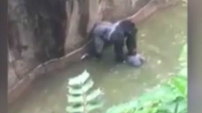 Hayvanat hapishanesinde yanına çocuk giren goril öldürüldü!
