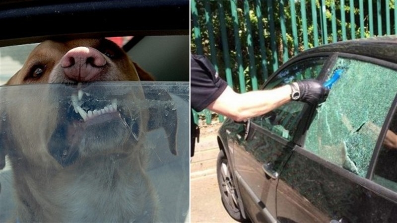 Hayvanlar araçta mahsur kaldığında cam kırmak yasal olsun kampanyası!