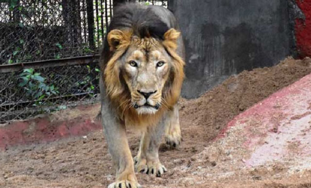 Hindistan'da 8 aslan koronavirüse yakalandı 