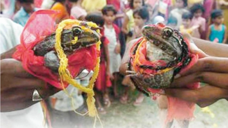 Hindistan'da çiftçiler, 'yağışların artması için' kurbağaları evlendiriyor