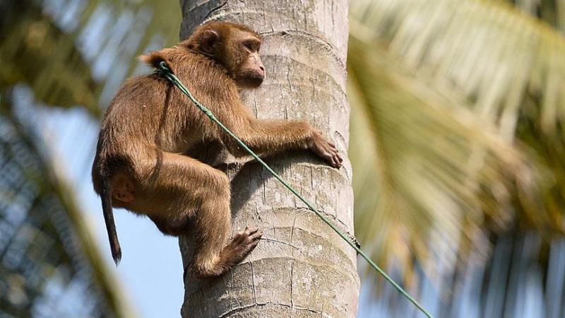 Hindistan'da eve girip bebeği kaçıran maymun aranıyor