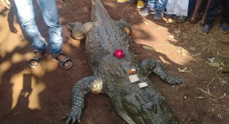 Hindistan'da timsahın cenazesine 500 kişi katıldı