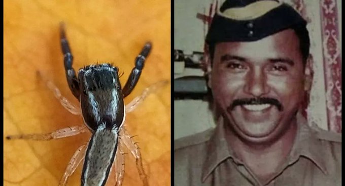 Hindistan'da yeni bulunan örümcek türüne polisin adı verildi
