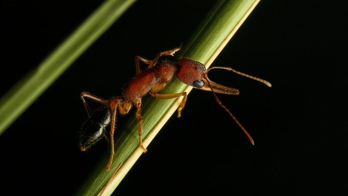 hint zıplayan karınca