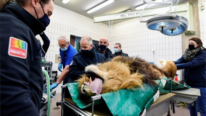 Hollanda'da hayvanat hapishanesinde beş yavrusu olan aslan kısırlaştırıldı