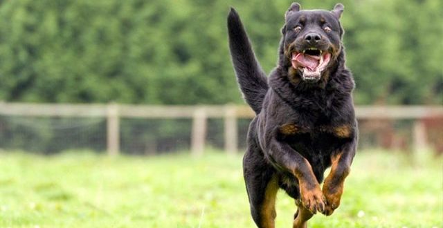 Hollanda'da köpek dövüştüren 4 kişiye hapis cezası