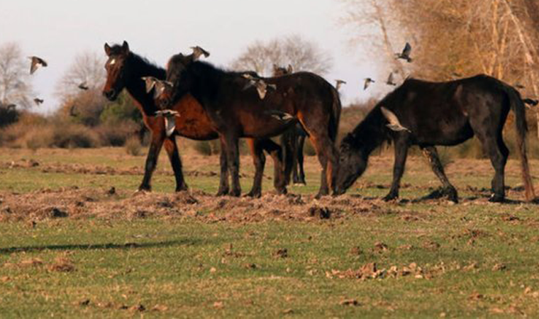 'İBB'nin Dörtyol Belediyesi'ne verdiği atlar kesilip kıyma-kuşbaşı oldu'