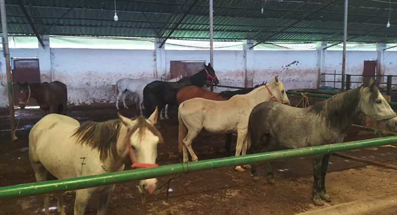 İBB'nin MHP'li belediyeye verdiği 50 at kayboldu