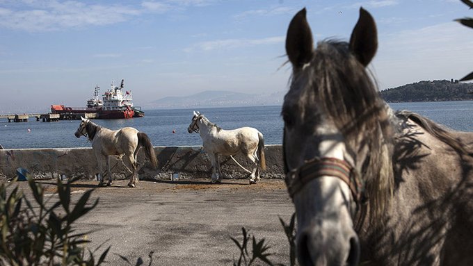 'İBB’nin satın aldığı atlardan bazıları hastalık nedeniyle öldü, 860 at sahiplendirildi'