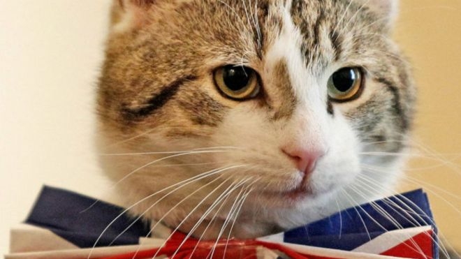 İngiltere Dışişleri Bakanlığı fare öldürtmek için kedi aldı!