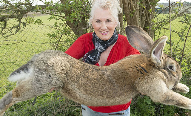 İngiltere'de dünyanın en büyük tavşanı kaçırıldı