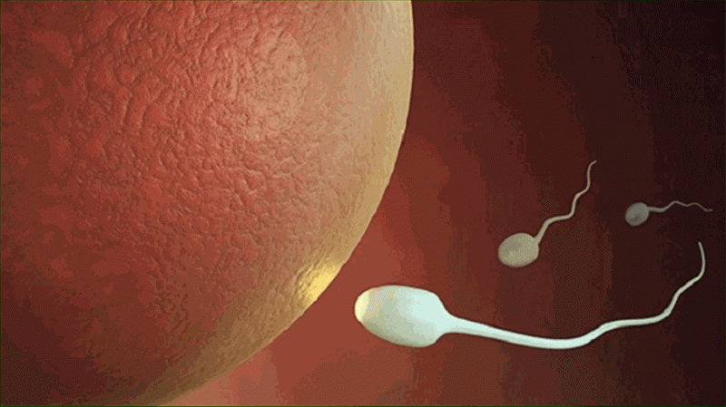 insan embriyosu