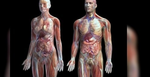 İnsan vücudunda interstitiyum adı verilen yeni bir organ keşfedildi