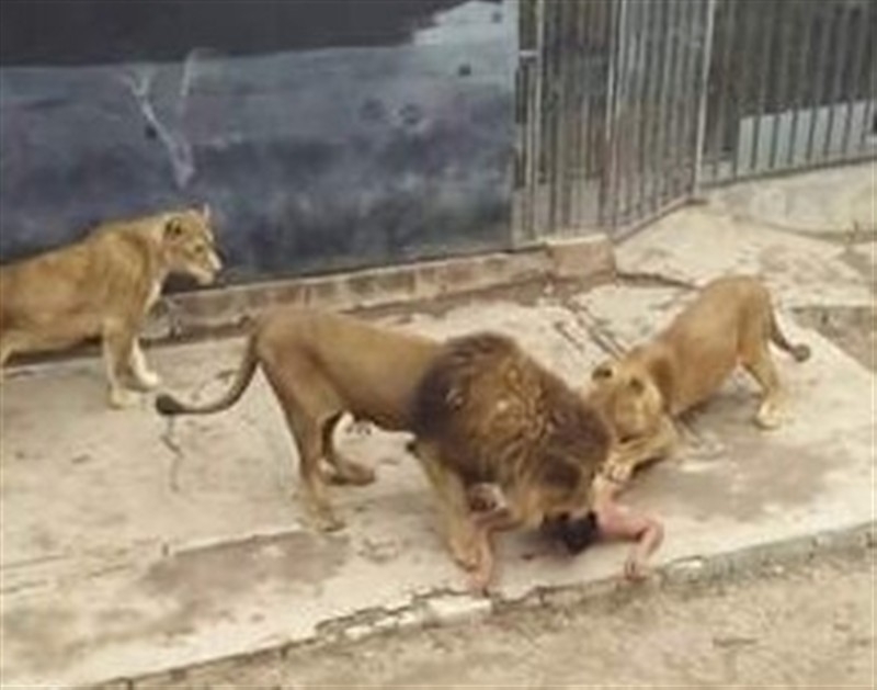 İntihar etmek isteyen insan, aslanların ölümüne neden oldu!