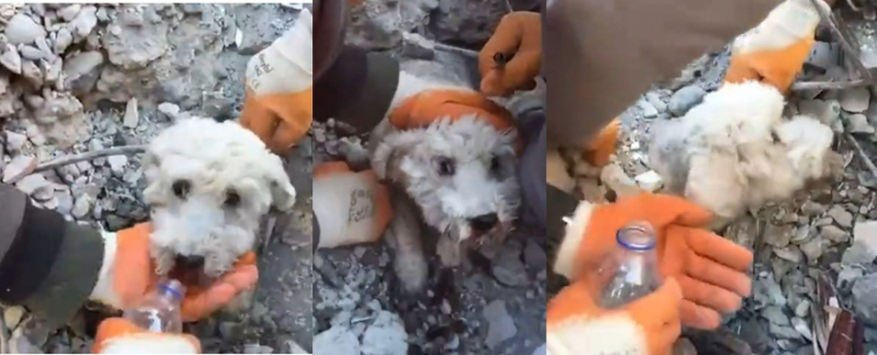 İskenderun'da enkazdan bir köpek daha kurtarıldı
