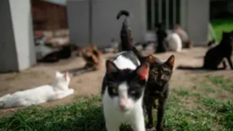 İspanya'da 110 kediyle yaşayan kiracı tahliye edildi