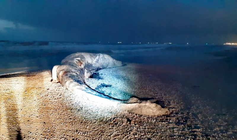 İsrail’de 17 metrelik ölü balina kıyıya vurdu 
