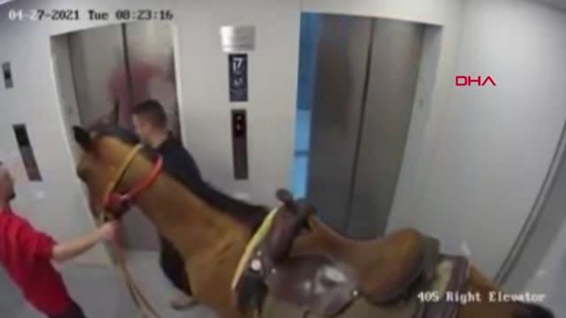 İsrail’de asansöre at bindirmeye çalışan 2 kişiye gözaltı 
