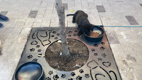 İstanbul Büyükşehir Belediyesi: Mama kaplı ağaç dibi ızgara uygulamamızı İstanbul'a yayalım mı?