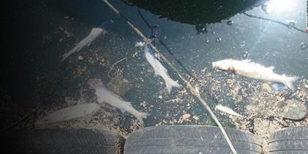 İstanbul’da atık tesisi bozuldu, balıklar zehirleniyor!
