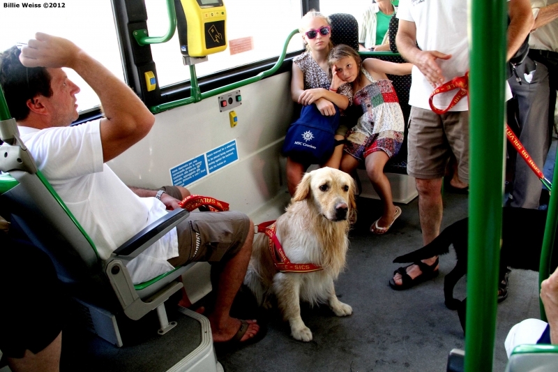 İstanbul'da hayvanlarla toplu halde metrobüse binilecek!