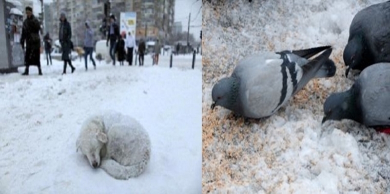 İstanbul'da kar artarak devam edecek!