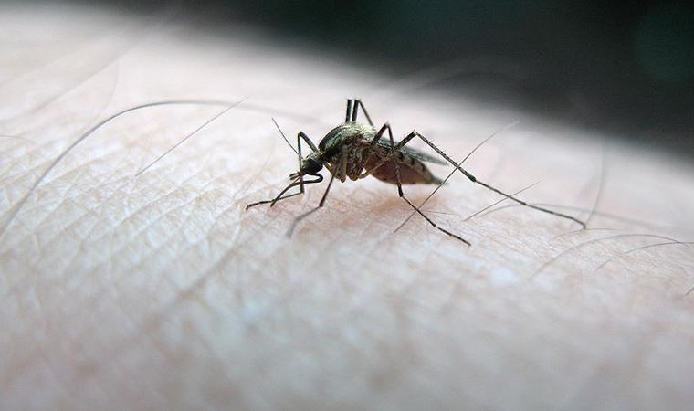 İstanbul'da sivrisinek ısırıklarına bağlı hasta şikayetlerinde artış