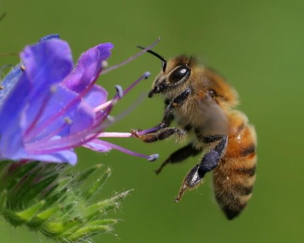 İtalya'da yangınlar nedeniyle milyonlarca bal arısı yok oldu