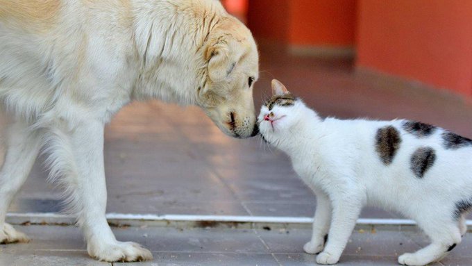 İyi Parti'li Özdemir ötanazi diyen köpek katillerine seslendi: Bu hayvanlar sizlerden ölmeyi mi talep ediyorlar?