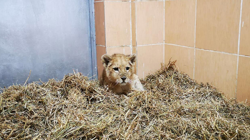 İzmir'de bir çiftlikte 3 yavru aslan bulundu