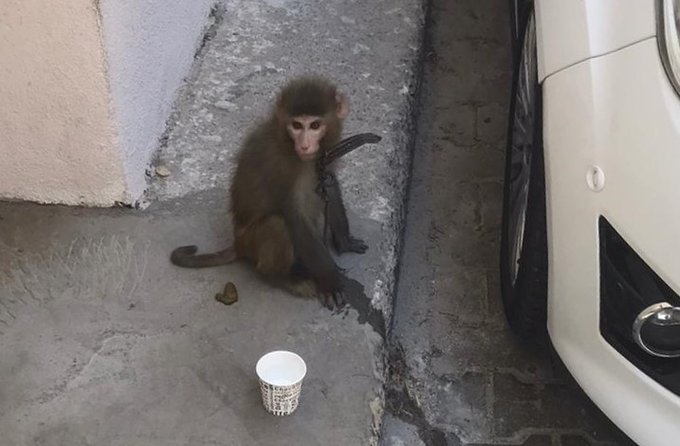 İzmir’de sokakta bulunan maymun koruma altına alındı
