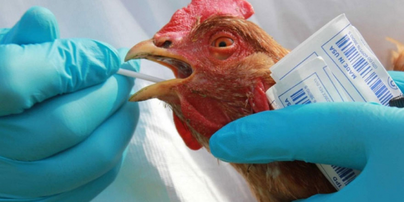 Japonya’da kuş gribi nedeniyle 410 bin tavuk öldürülecek