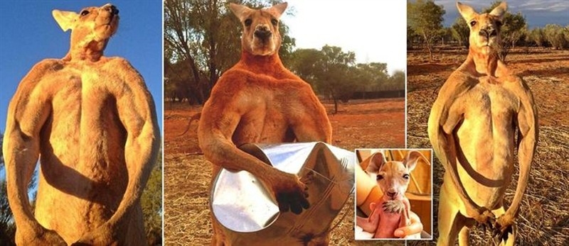 Kanguru metal kovaları bükebiliyor!