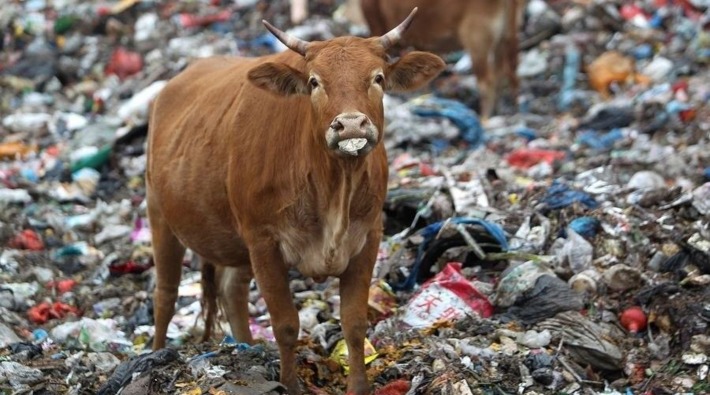 Karnından 71 kilogram çöp ve çivi çıkan hamile inek hayatını kaybetti