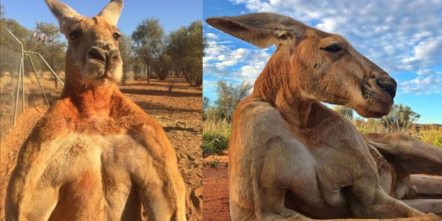Kaslı kanguru Roger hayatını kaybetti