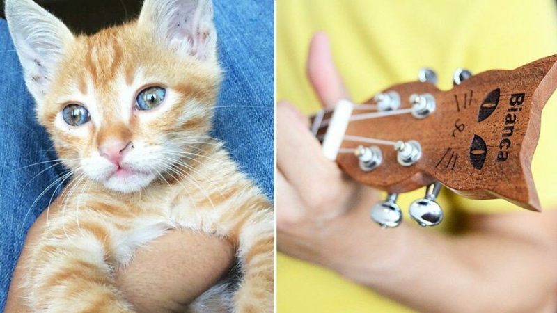 Kaybolan kedisinin anısına kedi başlı ukulele üretti
