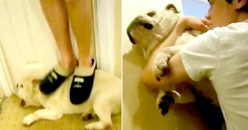 Kaybolan telefondan köpeğe işkence görüntüleri çıktı!