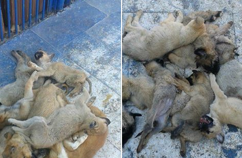 Kayseri Belediyesi, köpek katliamını FETÖ'ye bağladı!