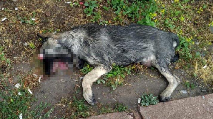 Kayseri'de gözleri oyulmuş ölü köpek bulundu!