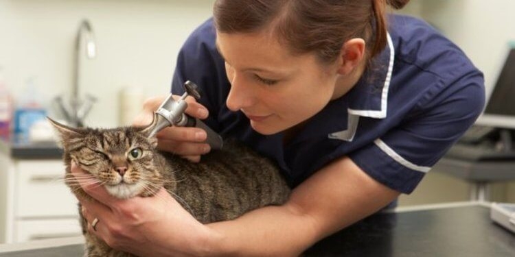 Kedileri tehdit eden FIP hastalığı için tedavi geliştirildi!
