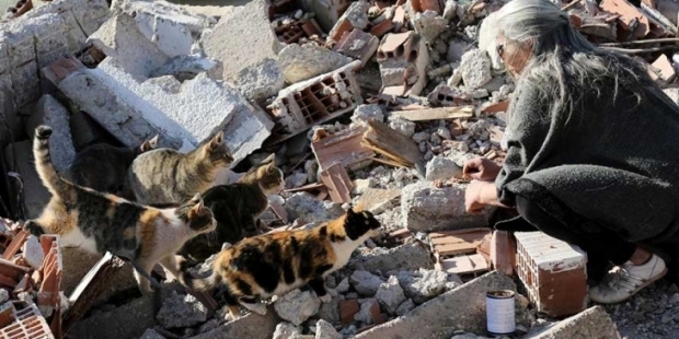 Kentsel dönüşüm yüzlerce kedinin ölümüne neden oldu