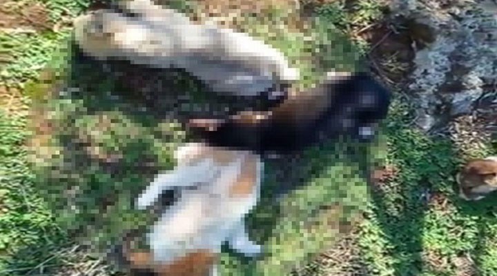 Kepez'de 12 köpek zehirlenerek öldürüldü