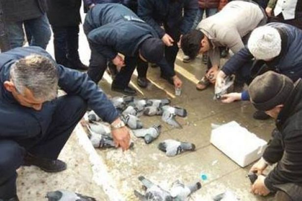 Kırıkkale'de güvercinleri zehirleyen kişi bulundu!