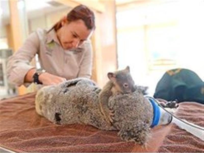 Koala ameliyattaki annesinin yanından hiç ayrılmadı!