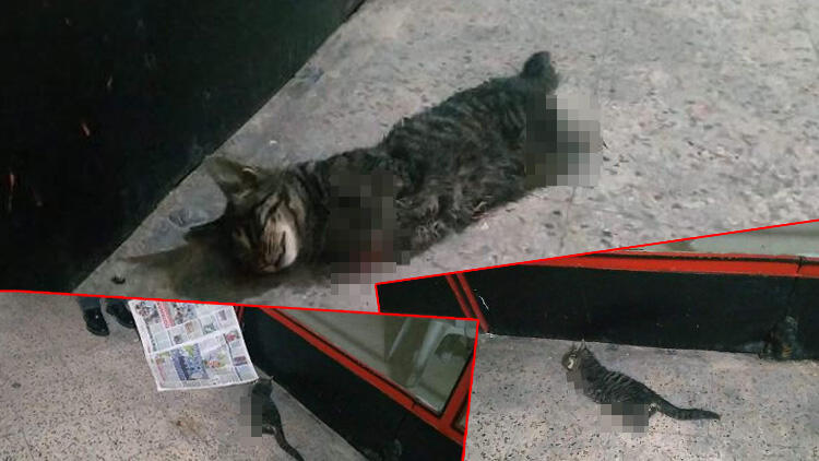 Kocaeli'de 4 bacağı kesilmiş kedi ölü bulundu