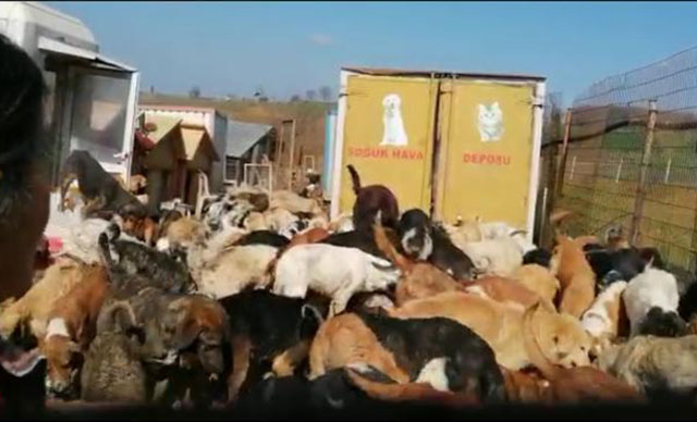 Kocaeli'de uygunsuz koşullarda 250 köpeğin bulunduğu barınak mühürlendi 