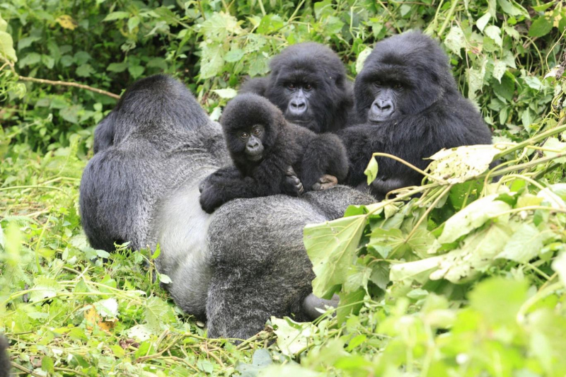 Kongo Demokratik Cumhuriyeti'nde 6 goril koruyucusu öldürüldü