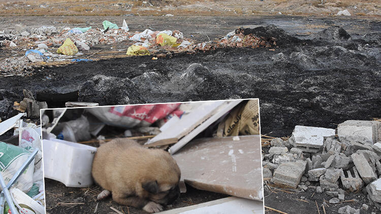Konya'da 9 yavru köpek yakılarak öldürüldü