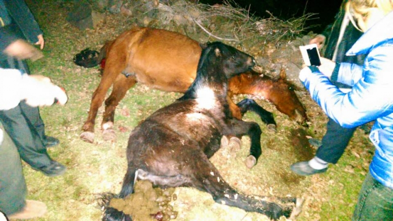 Konya'da köylüler atları öldürdü!